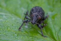 Otiorhynchus tristis