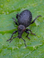 Otiorhynchus tristis