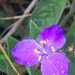 Leatherleaf Spiderwort - Photo (c) Cristy, some rights reserved (CC BY-NC), uploaded by Cristy