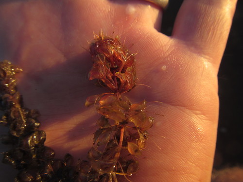Image of Aldrovanda vesiculosa by (c) Robert Taylor, some rights reserved (CC BY)