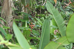 Heliconia vaginalis image