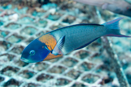 Saddle Wrasse