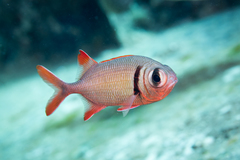 Pearly Soldierfish photo 3