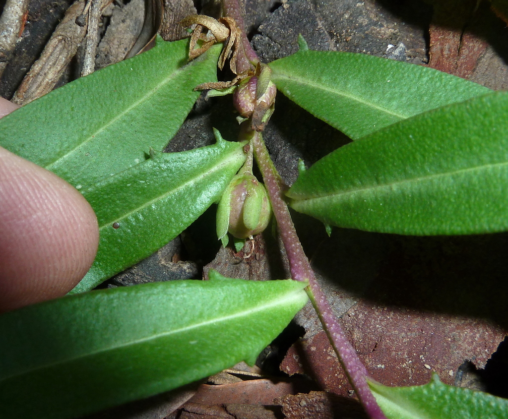 Winter Apple from Vinegar Hill QLD 4343, Australia on June 3, 2023 at