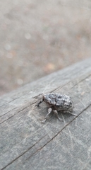 Eutyrhinus squamiger