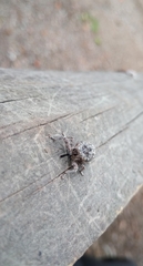 Eutyrhinus squamiger