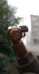 Eutyrhinus squamiger