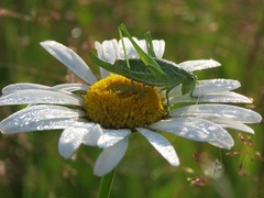 Poecilimon intermedius