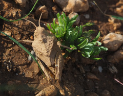 Tmethis pulchripennis