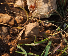 Tmethis pulchripennis