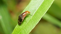 Depressa striatipennis