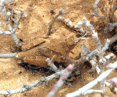 Tmethis pulchripennis