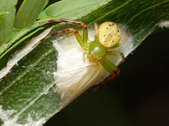 Australomisidia pilula