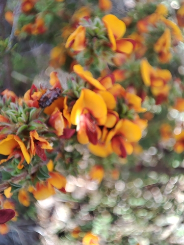 Image of Pultenaea procumbens by no rights reserved