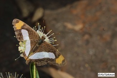 Adelpha iphicleola iphicleola