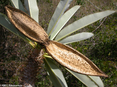 Pachypodium geayi image