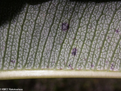 Pachypodium geayi image