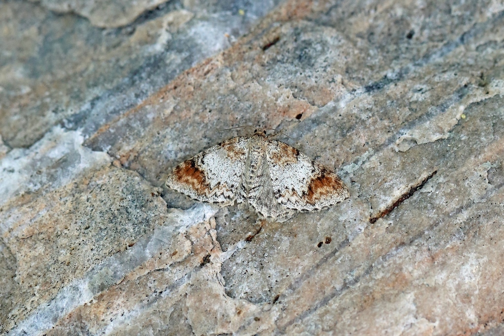 Blomer's Rivulet