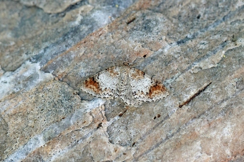 Blomer's Rivulet