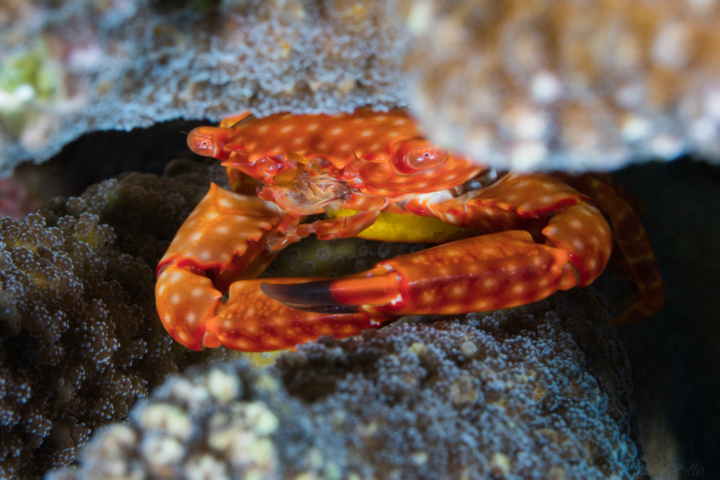 Cots Preditors Yellow-spotted Guard Crab (CoTS Predators) · iNaturalist