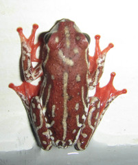 Hyperolius parallelus