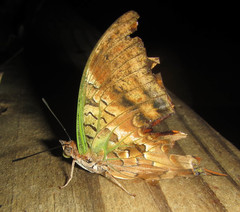 Charaxes candiope
