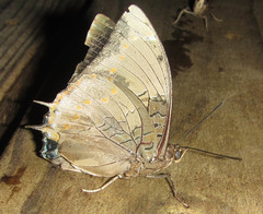 Charaxes bohemani bohemani
