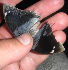 Charaxes bohemani bohemani