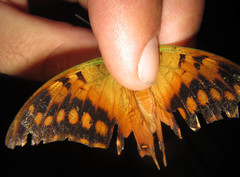 Charaxes candiope