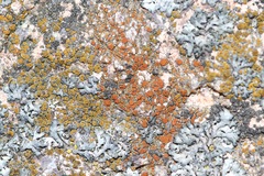 Rufoplaca arenaria