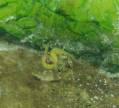 Apodichthys flavidus