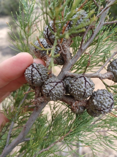 Image of Callitris verrucosa by (c) Peter Crowcroft, some rights reserved (CC BY)