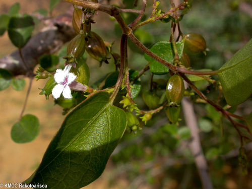Grandidier's Sewervine