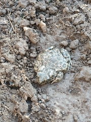 Bufotes boulengeri siculus