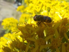 Copestylum marginatum