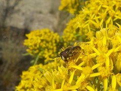 Copestylum marginatum