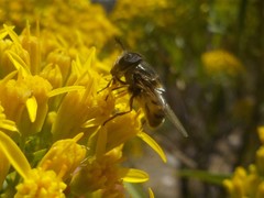 Copestylum marginatum
