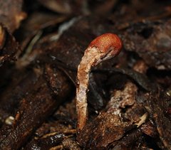 Cordyceps meneristitis