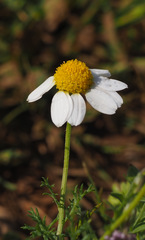 Anthemis cornucopiae