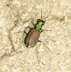 Cicindela splendida