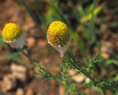 Anthemis cornucopiae
