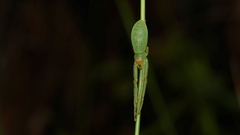 Cetratus rubropunctatus