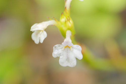 Lindernia antipoda iNat (3)