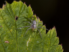 Rhysodromus pictus