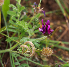 Astragalus callichrous