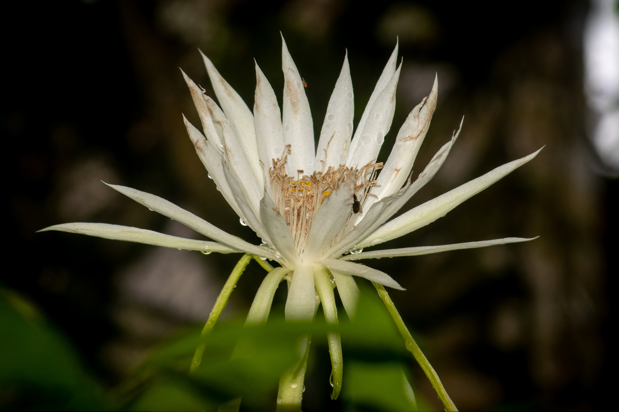 Imagem de Cacto-orquídea
