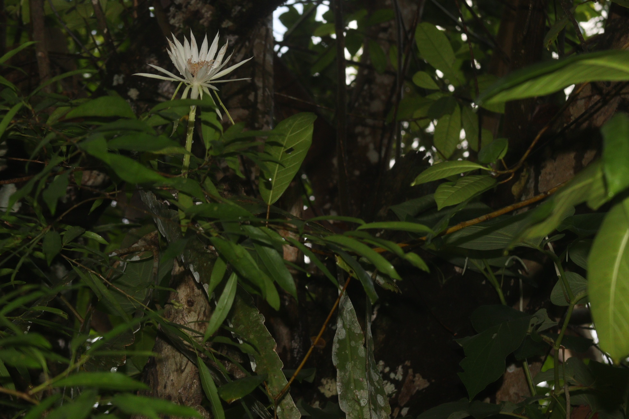 Imagem de Cacto-orquídea