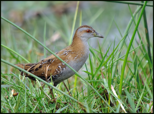 Foto de Baillon's Crake