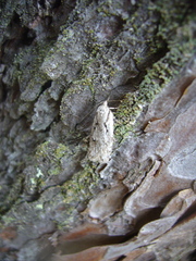 Semioscopis avellanella