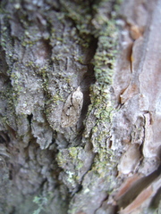 Semioscopis avellanella